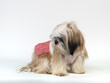 Dog in Studio (3)