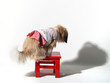 Dog in Studio (4)