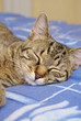 Chat s'endort