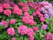 fleurs d'hortensia fleurs d'hortensia
