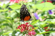 STANDING INSECT