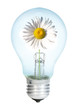 Electrobulb with oxeye