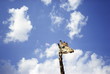 Giraffe's head in front of blue sky