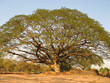 Arbre en Asie Arbre en Asie