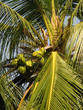 Cocotier en Thaïlande Cocotier en Thaïlande