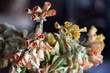 Closeup of dried flowers