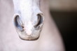 Horse's snout