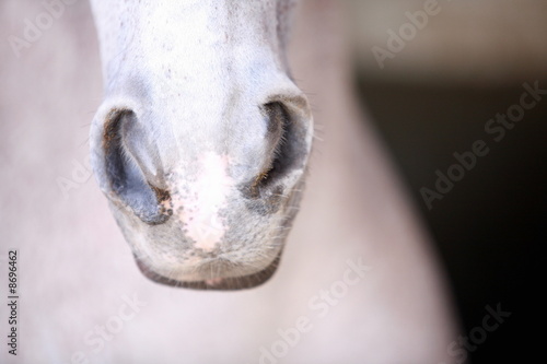 Photo: Horse's snout Horse's snout