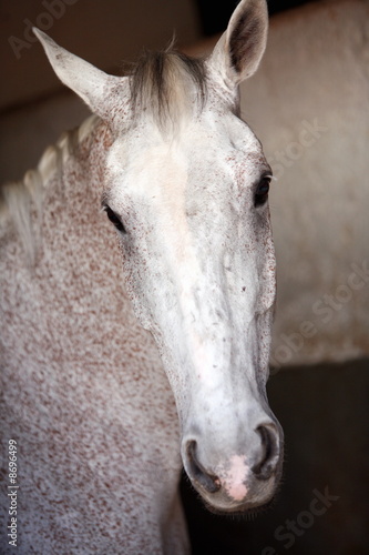 Foto: Closeup of horse Closeup of horse