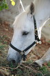 Closeup of horse eating