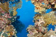 Paysage corallien de la Mer Rouge