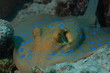 Raie Léopard