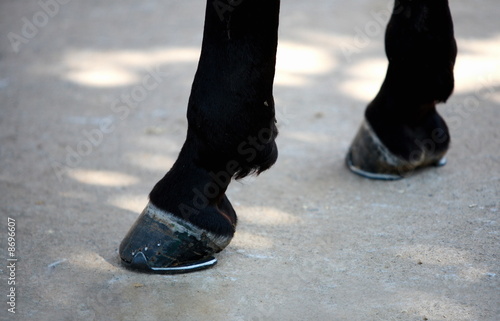 Photo: Closeup horse's hooves Closeup horse's hooves