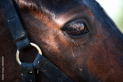 Photo: Closeup horse's eye Closeup horse's eye