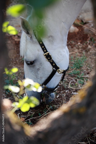 Foto: Closeup of horse eating Closeup of horse eating