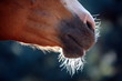 Horse's snout