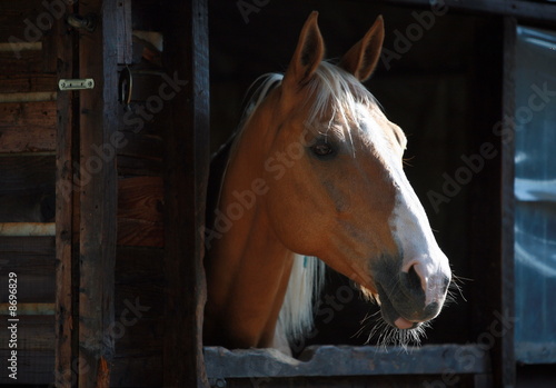 Photo: Closeup of horse Closeup of horse