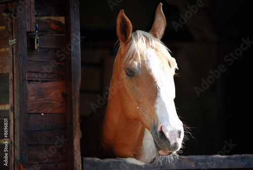 Foto: Closeup of horse Closeup of horse