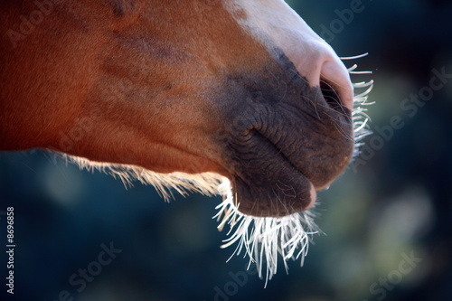 Photo: Horse's snout Horse's snout