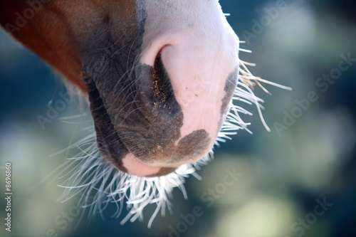 Photo: Horse's snout Horse's snout