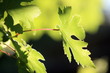 Closeup of leaves