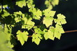 Closeup of leaves