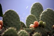 Closeup of cactus with prickly pear fruit
