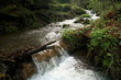 Waterfall in forest