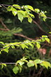 Closeup of leaves