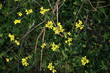 Closeup of flowers on a bush