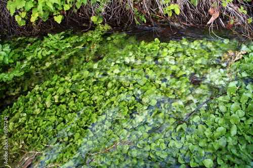 Photo: Leaves in the river Leaves in the river