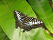Papillon de Malaisie Papillon de Malaisie