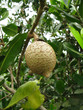 Fruits de la Malaisie Fruits de la Malaisie