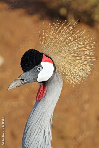 Photo: Grey crowned crane Grey crowned crane
