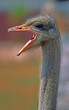 Ostrich