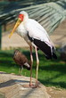 Yellow billed stork and hamerkop