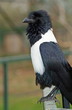 Pied crow