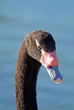 Black necked swan