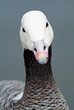 Emperor goose
