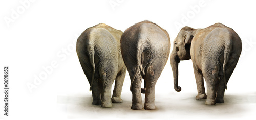 Photo: clan d'éléphant clan d'éléphant
