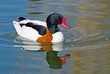 Common shelduck