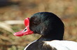 Common shelduck