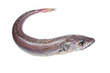 Whole hake