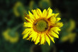 Sonnenblume