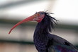 Waldrapp ibis bird