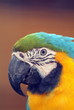 Blue and gold macaw