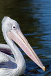 Pink backed pelican