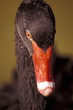 Black swan