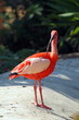 Scarlet ibis bird
