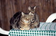 Cat with kitten on table